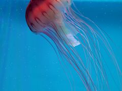 -芜湖新华联大白鲸海洋公园