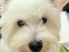 -翊宠yipet猫狗购宠庄园
