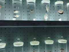 -贝林大翅鲸简餐厅(国家海洋博物馆店)