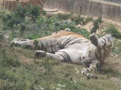 -东莞香市动物园