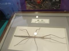 -上海昆虫博物馆