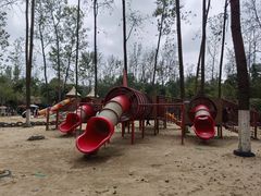 -合肥滨湖国家森林公园