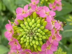 -中国天府农业博览园