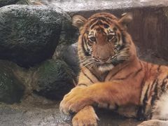 -海南热带野生动植物园