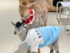 -怪兽屋·羊驼·猫咖·狗咖(俊华广场店)