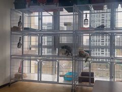 -喵百万·布偶·蓝金金渐层英短·猫舍(百子湾店)