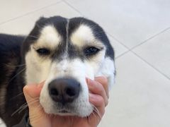 -怪兽屋·羊驼·猫咖·狗咖(俊华广场店)