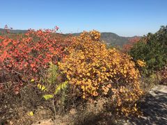 -北京西山国家森林公园