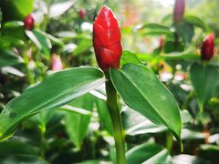 -西双版纳原始森林公园