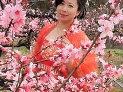 -樂桃源奉贤黄桃种植采摘基地