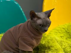-和它·交个朋友·狗咖猫咖(爱琴海店)