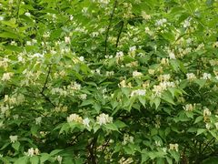 -鲁山国家森林公园