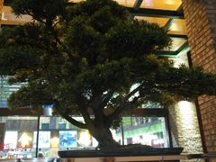 景观位-石岐乳鸽村(南海第三分店)