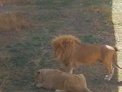 -新疆天山野生动物园