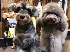 -more than meow吴止猫主题餐厅(承德 中船汇店)