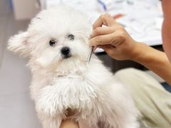 -翊宠yipet猫狗购宠庄园犬舍•猫舍