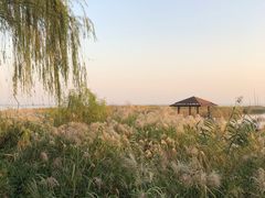 -太湖湖滨国家湿地公园-停车场