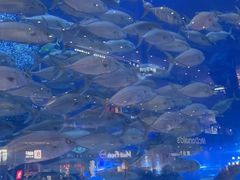 -成都浩海立方海洋公园
