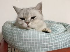 -安安宠医·安宠宠物医院