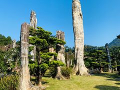 -深圳仙湖植物园