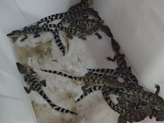 -华声天桥民俗文化园