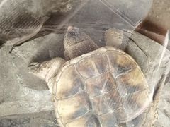 -辛玛王国游乐园