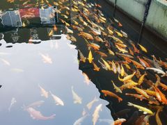 -千岛湖鱼味馆(十字街总店)