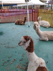 -萌宠亲子动物乐园(槐房万达店)