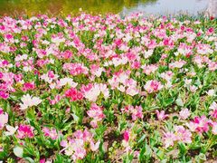 -上海鲜花港