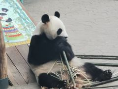 -沈阳森林动物园