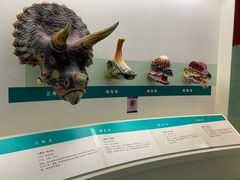 -安徽省地质博物馆