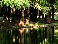 -上海共青森林公园