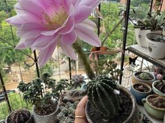 -中环花鸟鱼虫市场