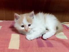 -瑞派福兴宠物医院犬猫全科·骨科·中西医结合(河东店)