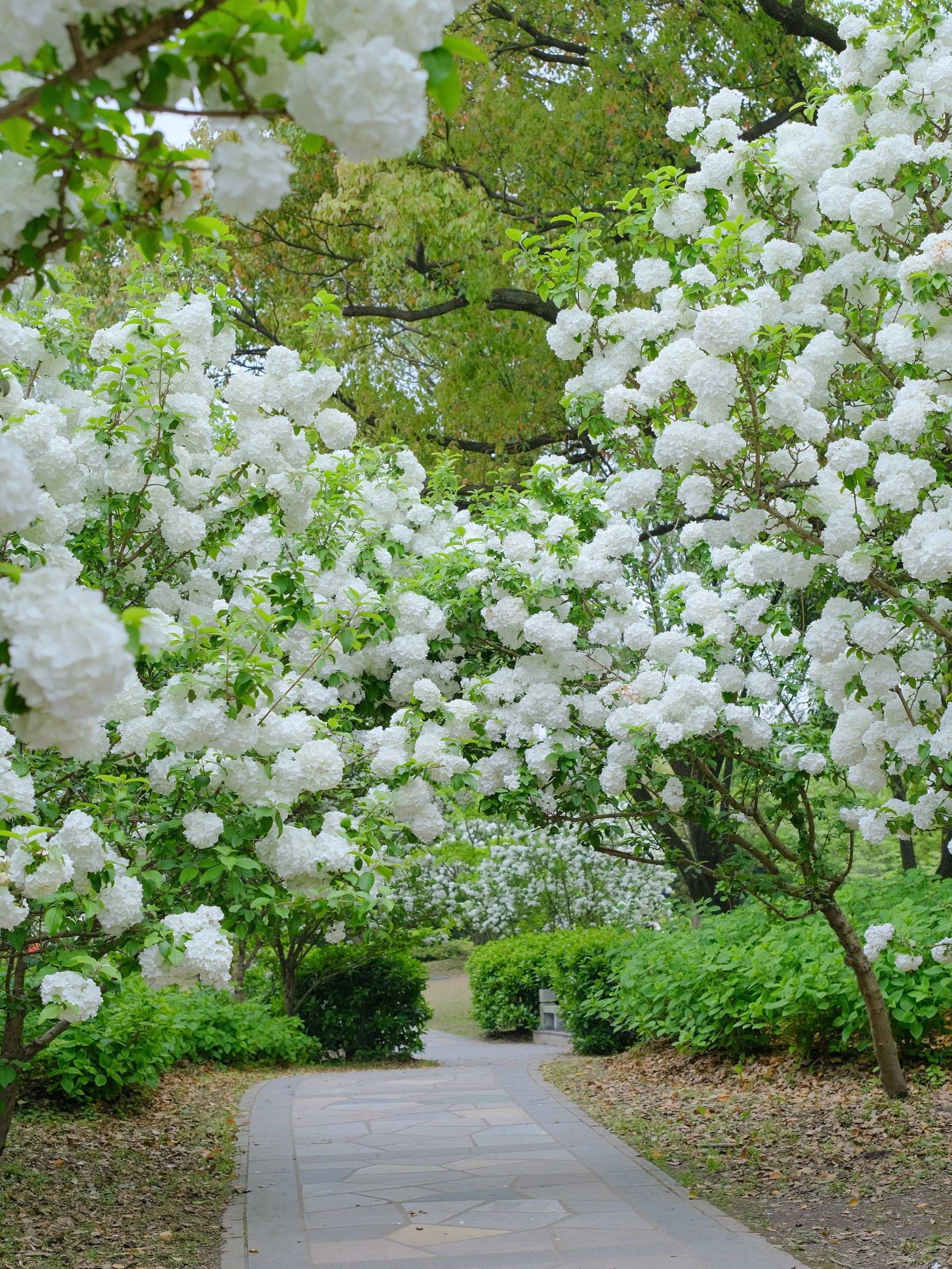 共青森林公园里的木绣球已经美成一幅画