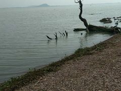 -巢湖姥山岛