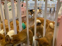 -柯斗斗主题餐厅·狗咖·围炉煮茶·茶饮(国瑞升平里店)