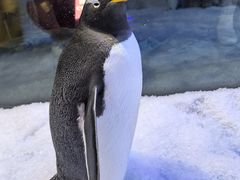 -芜湖新华联大白鲸海洋公园