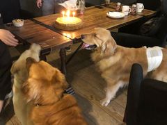 -百好乐宠物友好餐厅(朝外大街店)