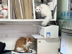 -西安京西宠物医院·瘫痪·疑难杂症