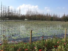 -上海长兴岛郊野公园