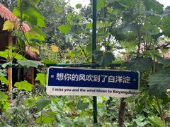 -白洋淀景区