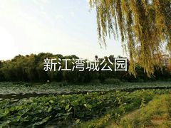 -新江湾城公园