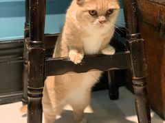 -猫色咖啡·猫咖
