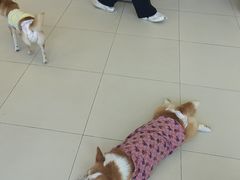 -怪兽屋·羊驼·猫咖·狗咖(俊华广场店)