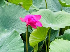 -莲花池公园