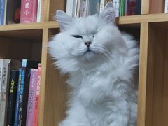 -飞行喵MR PILOT|猫舍·猫咖(静安大融城店)