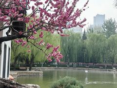 -团结湖公园