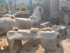 -上海野生动物园