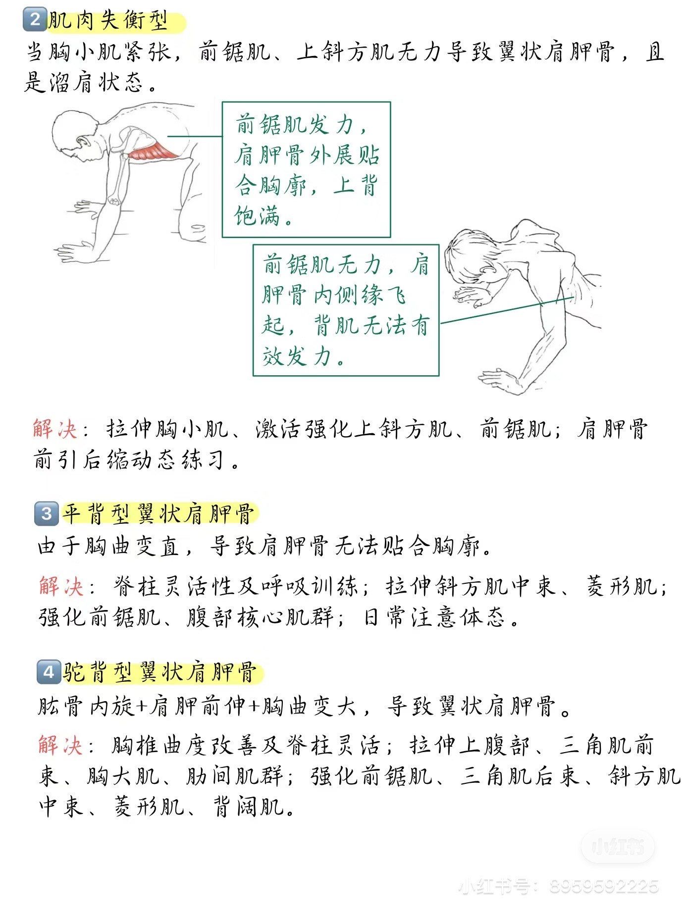 千货丨翼状肩胛骨改善思路,看这一篇就够了
